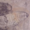 La Niebla del Agotamiento