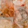 Medusas II