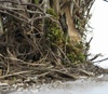 An Experience of Hazel