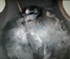 Nesting box footage