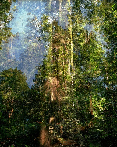 Highway 101 Redwoods, California