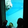 Toronto Zoo Bear Watching