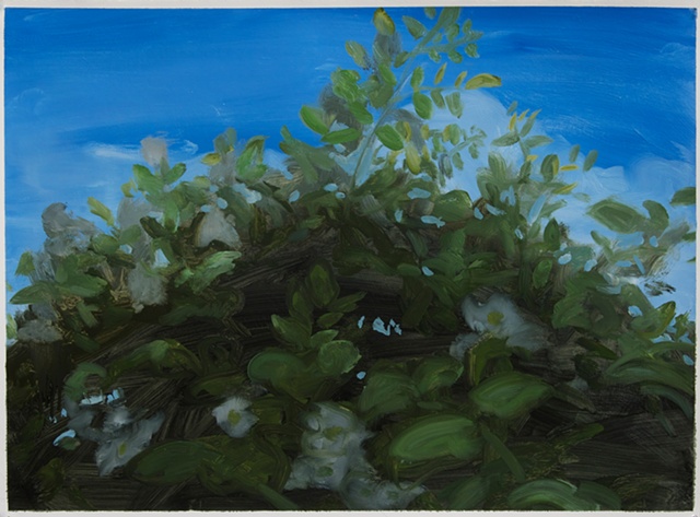 Study for Multiflora Rose