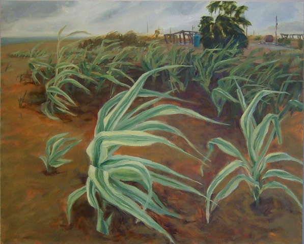 Giant Reed Grass, Bolivar