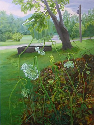 Queen Anne's Lace