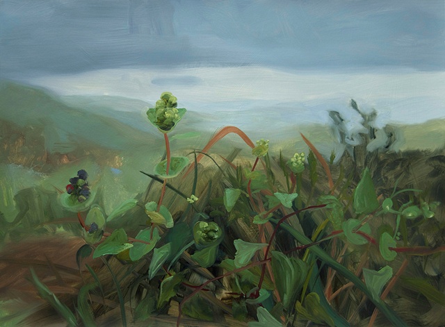 Study for Mile a Minute Vine