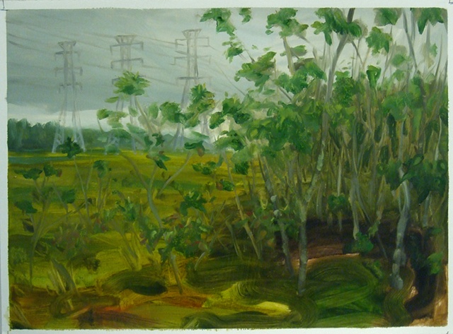Study of Tallow Trees