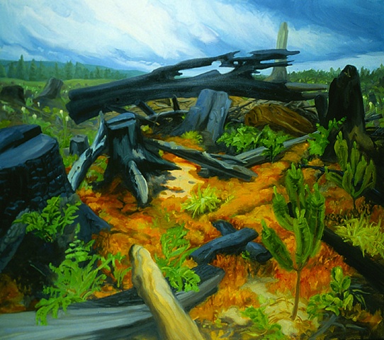 Burnt Clearcut