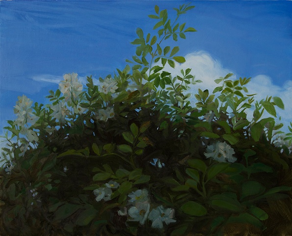 Multiflora Rose