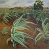 Giant Reed Grass, Bolivar