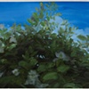 Study for Multiflora Rose