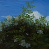Multiflora Rose