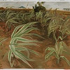 Study for Giant Reed Grass, Bolivar