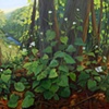 Garlic Mustard with West Virginia White Butterflies