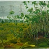 Study of Tallow Trees