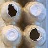 Egg Carton, Refrigerator, 2007
