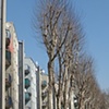 Trees in Bobigny