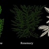 Herbs for California Cuisine