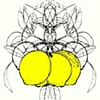 Meyer Lemons