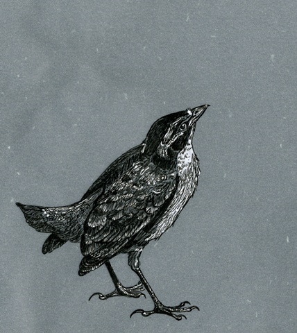 Hello Bird.