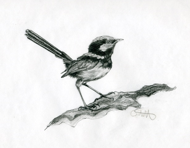 Superb Fairy Wren.