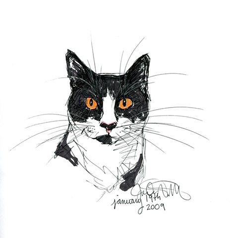 Gatto