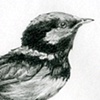 Superb Fairy Wren.
