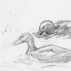 Osaka ducks.