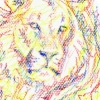 Male lion.