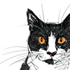 Gatto