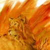 Sunset lion.