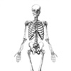 Anterior Skeleton.