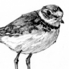 Semipalmated Plover.