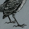 Hello Bird.