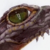 Gator.