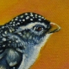 Spotted pardalote.