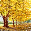 Autumn Color Dance