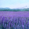 Mount Hood & Lavender
