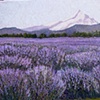 Hood River Lavender