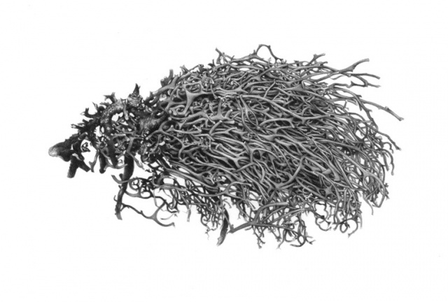 Forsaken Articles: Sea Grass IV