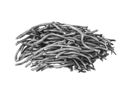 Forsaken Articles: Sea Grass I
