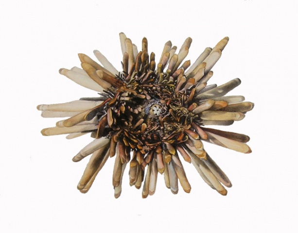 Sea Urchin