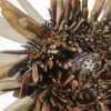 Sea Urchin