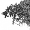 Forsaken Articles: Sea Grass IV