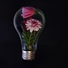 Flower Bulb