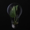 Green Bulb