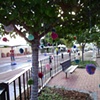 Pom Pom Tree