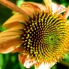les fleurs.