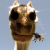 les animaux.