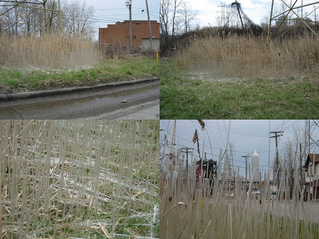 Glass Reeds